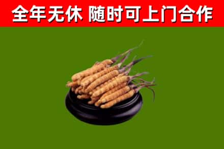 京山市回收散虫草