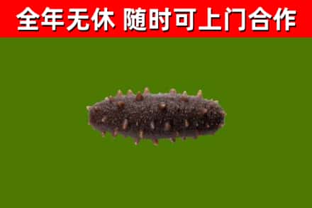 京山市回收海参干